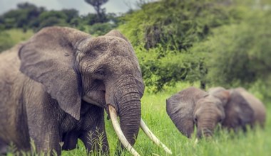 Kilkaset słoni zabranych w Afryce. Zdjęcie wygląda dramatycznie