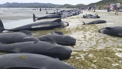 Kilkaset waleni wyrzuconych na brzeg. "Jedna z najsmutniejszych rzeczy, jakie widziałem"