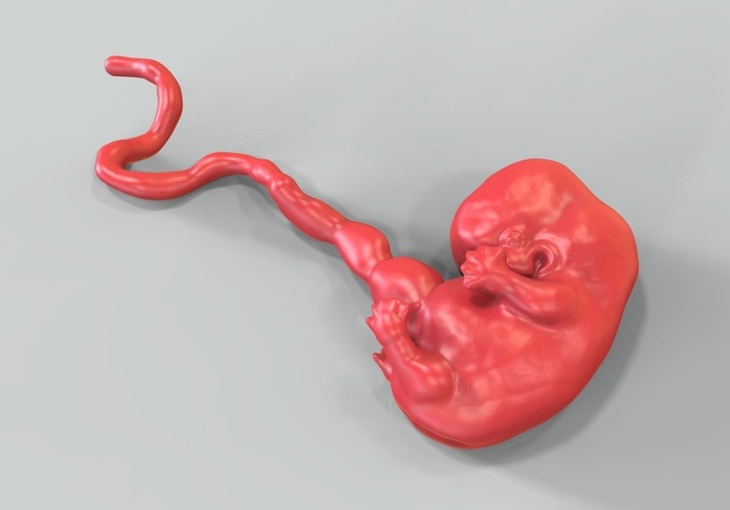 Kilkutygodniowy zarodek jest bardzo wrażliwy na potencjalnie szkodliwe czynniki zewnętrzne /123RF/PICSEL