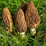 smardz jadalny Kilogram tych grzybów kosztuje kilka tysięcy. Teraz trwa na nie sezon