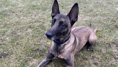 Kira służy w policji i nigdy się nie myli. To najinteligentniejszy pies