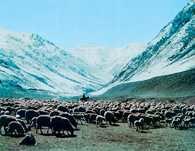 Kirgistan, stado owiec w górach Tian-Chan /Encyklopedia Internautica