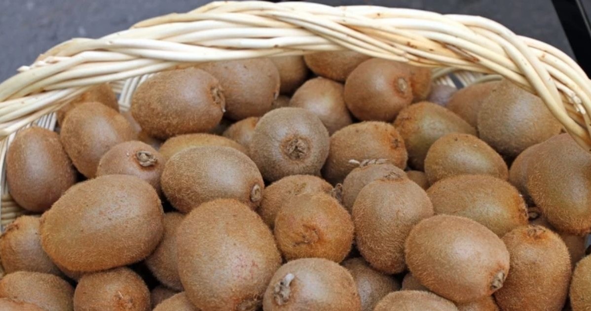 Kiwi zawiera dużo błonnika, dlatego jest to owoc korzystny dla układu pokarmowego /123RF/PICSEL