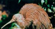 Kiwi /Encyklopedia Internautica