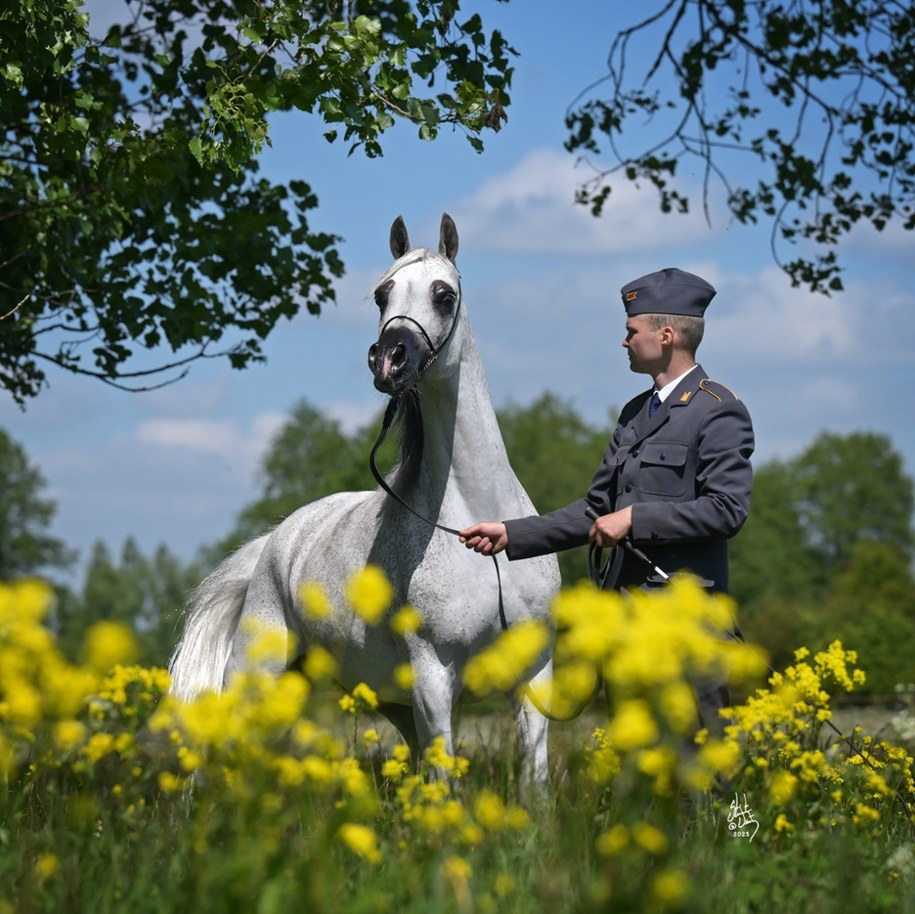Klacz Adelita /foto: Stuart Vesty /