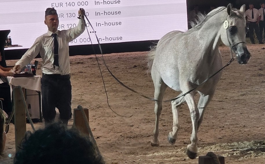 Klacz Adelita /Tomasz Staniszewski /RMF FM