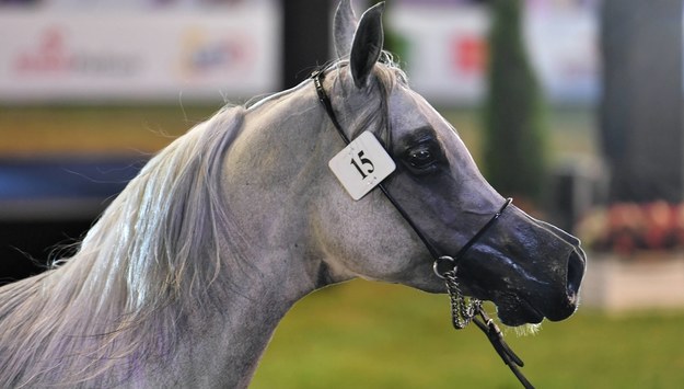 Klacz Atakama na 51. aukcji koni arabskich Pride of Poland w Janowie Podlaskim /Wojtek Jargiło /PAP