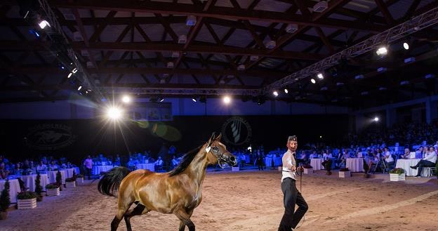 Klacz Atanda podczas prezentacji koni oferty Pride Of Poland. Fot. Wojtek Jargiło /PAP