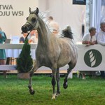  Klacz El Esmera najlepszym koniem pokazu w Janowie Podlaskim
