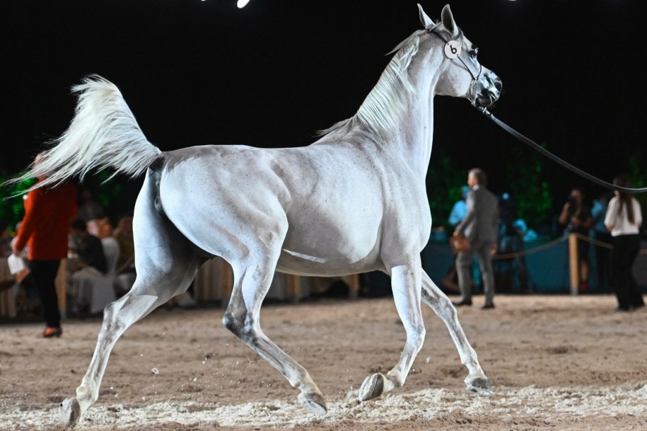 Klacz El Medida /Wojtek Jargiło /PAP