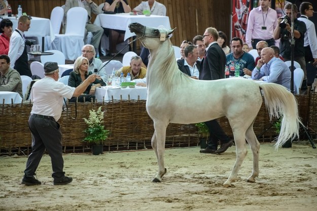 Klacz El Saghira została w ubiegłym roku sprzedana za 500 tys. euro / 	Wojciech Pacewicz    /PAP