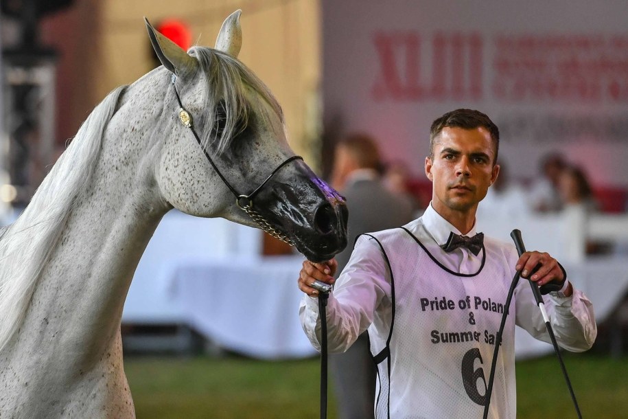 Klacz Emandorissa /Wojtek Jargilo /PAP