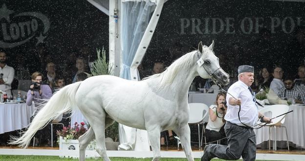 Klacz Emira na pokazie koni przed 47. Aukcją Koni Arabskich Fot Wojciech Pacewicz /PAP