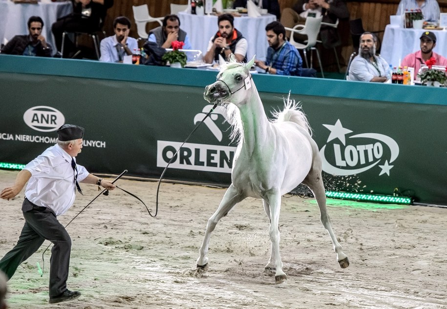 Klacz Emira /Wojciech Pacewicz /PAP