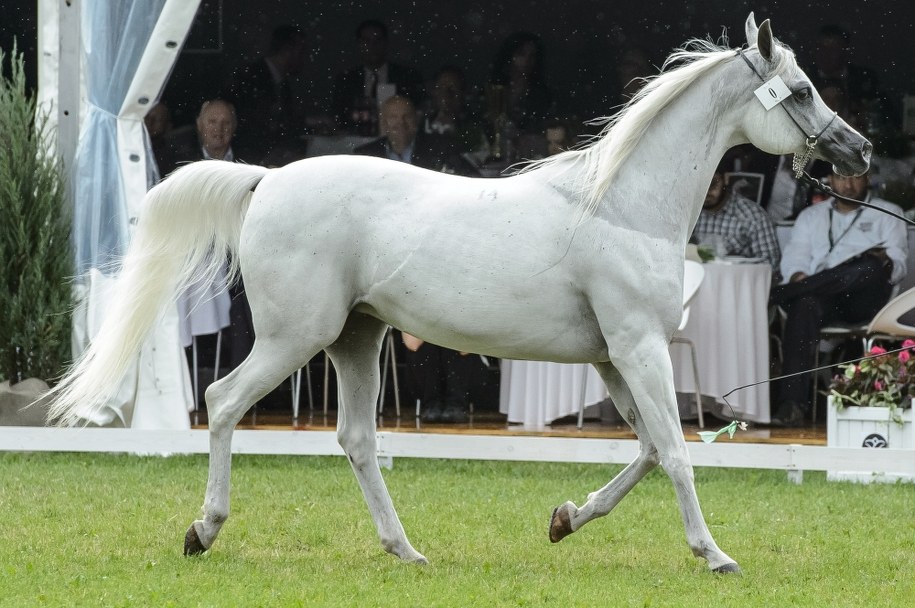 Klacz Emira /Wojciech Pacewicz /PAP