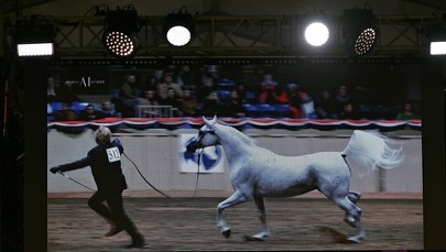 Klacz Perfinka sprzedana za 1,25 mln euro w Janowie Podlaskim