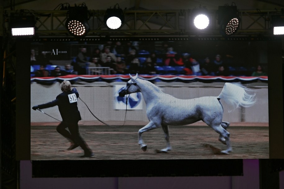 Klacz Perfinka /Wojtek Jargiło /PAP