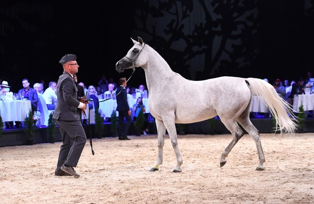 Klacz Pilarosa z Janowa Podlaskiego podczas licytacji w czasie aukcji "Pride of Poland" /Wojciech Pacewicz /PAP/EPA