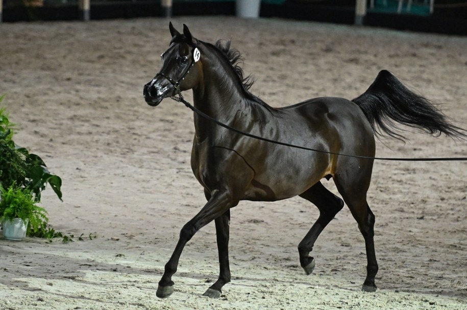 Klacz Pustynna Kalahari podczas 55. aukcji Koni Arabskich Czystej Krwi Pride of Poland w Janowie Podlaskim w 2024 r. /Wojtek Jargilo /PAP