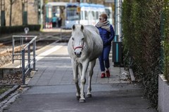 Klacz samotnie spaceruje ulicami Frankfurtu