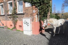 Klacz samotnie spaceruje ulicami Frankfurtu