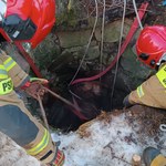 Klacz utknęła w studni. Przerażone zwierzę uratowali strażacy