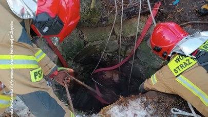 Klacz utknęła w studni. Przerażone zwierzę uratowali strażacy