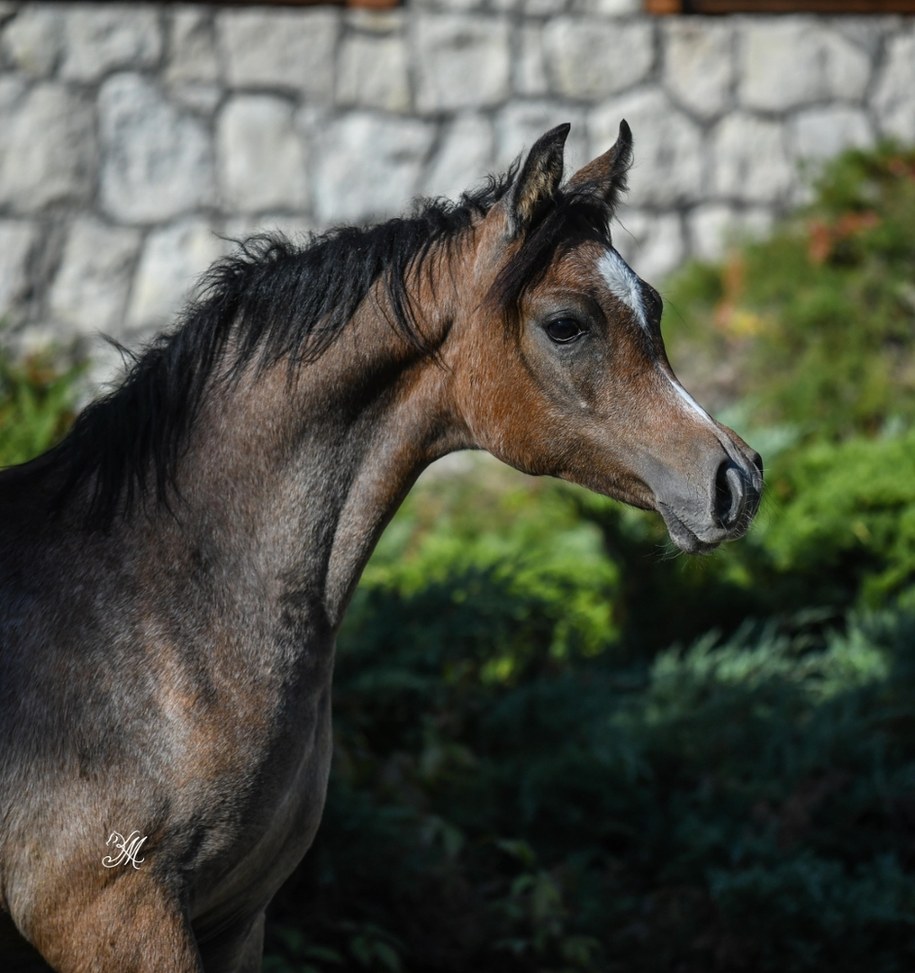 Klacz Zanella /Fot. Stadnina Koni Michałów /