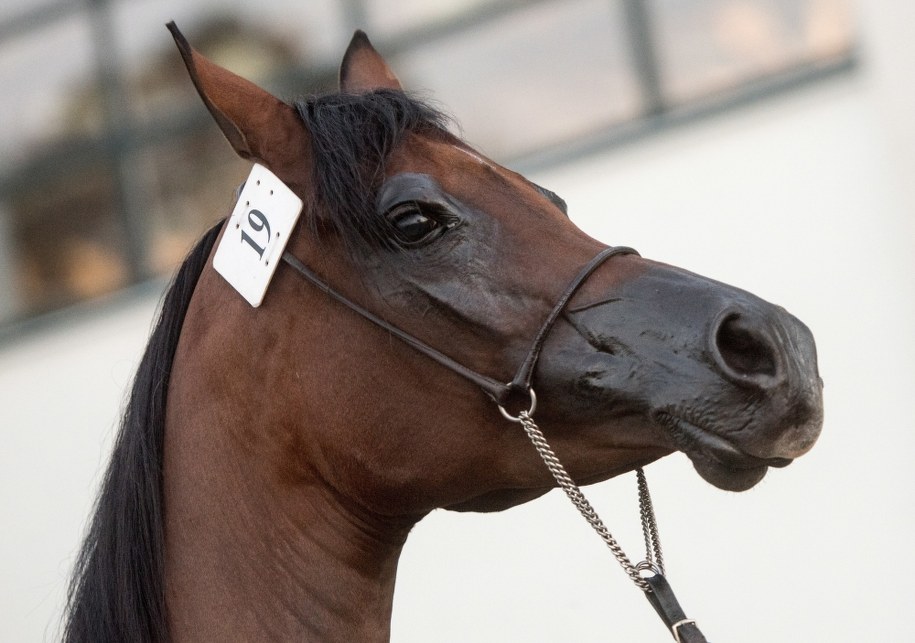 Kontrowersje wokół kolejnej aukcji w stadninie koni w Michałowie