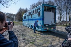 Klacze należące do Shirley Watts wyjechały z Janowa Podlaskiego