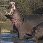 Klątwa Pablo Escobara. Hipopotamy z jego prywatnego zoo terroryzują okolicę