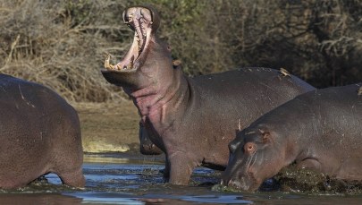 Klątwa Pablo Escobara. Hipopotamy z jego prywatnego zoo terroryzują okolicę