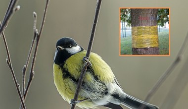 Klejące opaski na drzewa zabijają też ptaki! Uważaj, zanim użyjesz