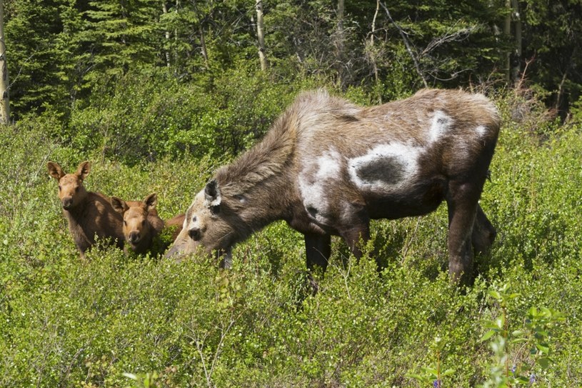 Klępa z łatami /Doug Lindstrand/Alaska Stock Images/East News /East News