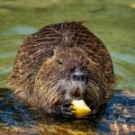 Klęska polskiego miasta w walce z inwazją. Walkę trzeba powtórzyć