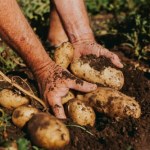 Klęska urodzaju ziemniaka. Rolnicy zmagają się ze spadkiem cen