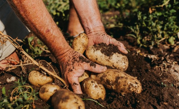 Klęska urodzaju ziemniaka. Rolnicy zmagają się ze spadkiem cen
