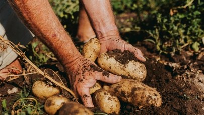 Klęska urodzaju ziemniaka. Rolnicy zmagają się ze spadkiem cen