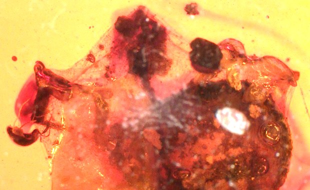 Kleszcz miał zły dzień... Bursztyn zapisał go na wieczność