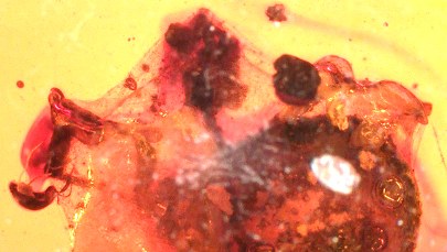 Kleszcz miał zły dzień... Bursztyn zapisał go na wieczność