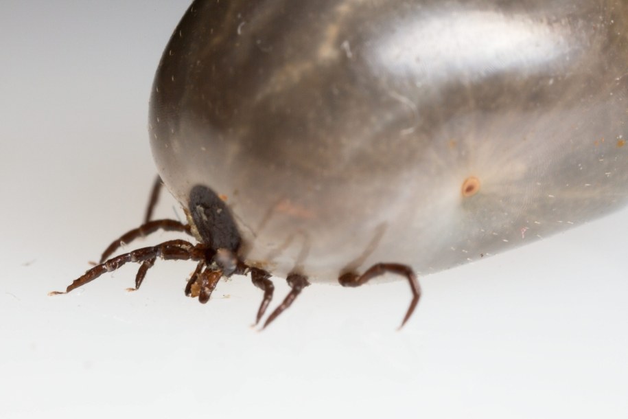 Kleszcz /Stanisław Rozpędzik /PAP