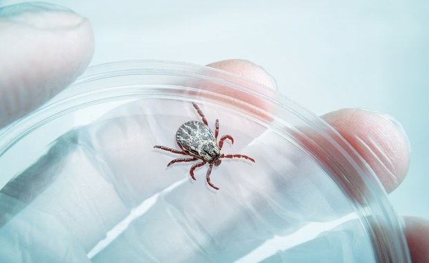 Kleszcze coraz groźniejsze! Kardiolog: Borelioza może zagrażać sercu