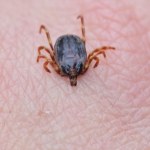 kleszcze „Kleszcze-giganty” w Polsce. Naukowcy UW wskazali dokładnie, co należy zrobić