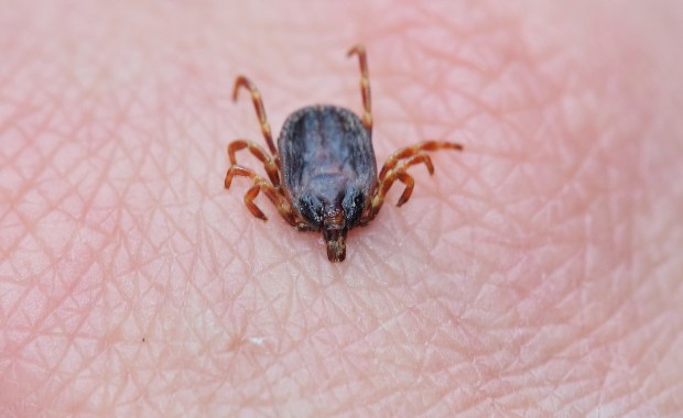 „Kleszcze-giganty” w Polsce. Naukowcy UW wskazali dokładnie, co należy zrobić