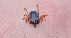 „Kleszcze-giganty” w Polsce. Naukowcy UW wskazali dokładnie, co należy zrobić