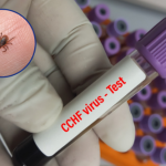 Kleszcze Hyalomma przenoszą wirusa gorączki krwotocznej. Jakie są objawy?  