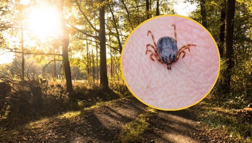 Kleszcze Hyalomma z Afryki pojawiły się w Polsce. Są szybkie, aktywnie szukają żywiciela i mogą przenosić groźne choroby /Shutterstock