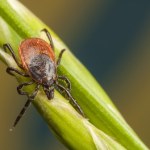 Kleszcze już się pojawiły. Koniecznie zrób to przed spacerem do lasu 