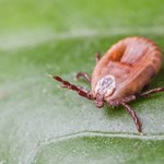 Kleszcze nienawidzą tego zapachu. Spryskaj się nim przed pójściem do lasu