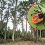 Kleszcze obudziły się i już grasują. Leśnicy ostrzegają: "Są wygłodniałe"